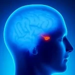 تومور هیپوفیز و بارداری: آیا تومور هیپوفیز باعث ناباروری میشود؟