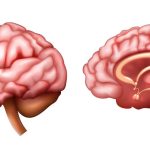 غده صنوبری یا پینه آل چیست؟